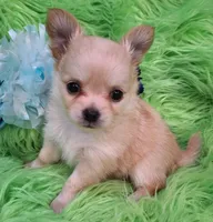 AKC Caden Long Coat, a male Chihuahua for sale in Emory, TX – Photo 1 of 10