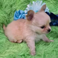 AKC Caden Long Coat, a male Chihuahua for sale in Emory, TX – Photo 6 of 10