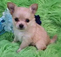 AKC Caden Long Coat, a male Chihuahua for sale in Emory, TX – Photo 4 of 10