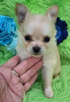 AKC Caden Long Coat, a male Chihuahua for sale in Emory, TX – Photo 8 of 10