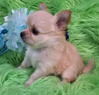 AKC Caden Long Coat, a male Chihuahua for sale in Emory, TX – Photo 3 of 10