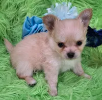 AKC Caden Long Coat, a male Chihuahua for sale in Emory, TX – Photo 9 of 10