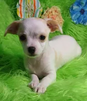 Cashew, a male Chorkie for sale in Emory, TX – Photo 6 of 8
