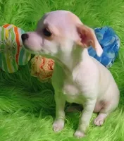 Cashew, a male Chorkie for sale in Emory, TX – Photo 7 of 8