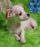 Cashew, a male Chorkie for sale in Emory, TX – Photo 5 of 8