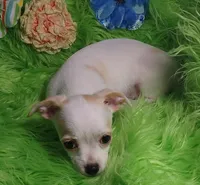 Cashew, a male Chorkie for sale in Emory, TX – Photo 4 of 8