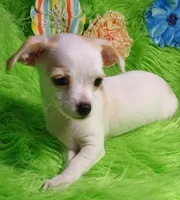 Cashew, a male Chorkie for sale in Emory, TX – Photo 1 of 8