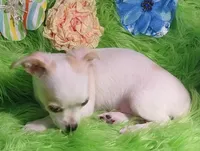 Cashew, a male Chorkie for sale in Emory, TX – Photo 2 of 8