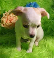 Cashew, a male Chorkie for sale in Emory, TX – Photo 8 of 8