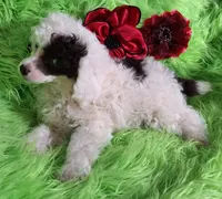 Patriot, a male Poodle - Toy  for sale in Emory, TX – Photo 4 of 8