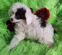 Patriot, a male Poodle - Toy  for sale in Emory, TX – Photo 3 of 8