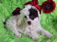 Patriot, a male Poodle - Toy  for sale in Emory, TX – Photo 5 of 8