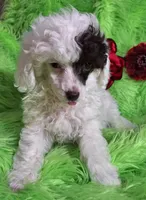 Patriot, a male Poodle - Toy  for sale in Emory, TX – Photo 1 of 8