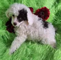 Patriot, a male Poodle - Toy  for sale in Emory, TX – Photo 2 of 8