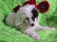 Patriot, a male Poodle - Toy  for sale in Emory, TX – Photo 7 of 8