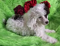 Patriot, a male Poodle - Toy  for sale in Emory, TX – Photo 8 of 8