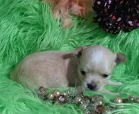 AKC Carrie LC, a female Chihuahua for sale in Emory, TX – Photo 5 of 10