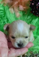AKC Carrie LC, a female Chihuahua for sale in Emory, TX – Photo 10 of 10