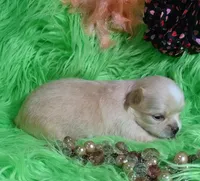 AKC Carrie LC, a female Chihuahua for sale in Emory, TX – Photo 9 of 10