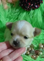 AKC Carrie LC, a female Chihuahua for sale in Emory, TX – Photo 8 of 10