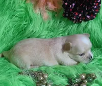 AKC Carrie LC, a female Chihuahua for sale in Emory, TX – Photo 4 of 10