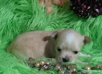 AKC Carrie LC, a female Chihuahua for sale in Emory, TX – Photo 6 of 10