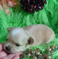AKC Carrie LC, a female Chihuahua for sale in Emory, TX – Photo 1 of 10