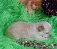 AKC Carrie LC, a female Chihuahua for sale in Emory, TX – Photo 7 of 10