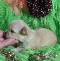 AKC Carrie LC, a female Chihuahua for sale in Emory, TX – Photo 2 of 10