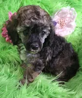 Bonita, a female Poodle - Toy  for sale in Emory, TX – Photo 5 of 9