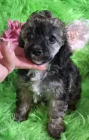 Bonita, a female Poodle - Toy  for sale in Emory, TX – Photo 9 of 9