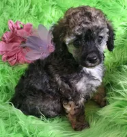 Bonita, a female Poodle - Toy  for sale in Emory, TX – Photo 4 of 9