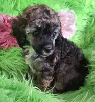 Bonita, a female Poodle - Toy  for sale in Emory, TX – Photo 3 of 9