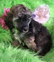 Bonita, a female Poodle - Toy  for sale in Emory, TX – Photo 8 of 9