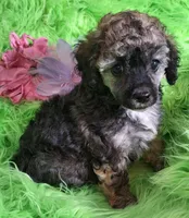 Bonita, a female Poodle - Toy  for sale in Emory, TX – Photo 1 of 9