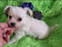 Jelly Roll, a male Chorkie for sale in Emory, TX – Photo 2 of 9