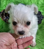 Jelly Roll, a male Chorkie for sale in Emory, TX – Photo 4 of 9