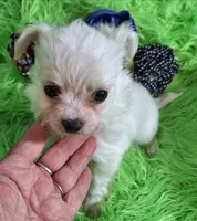 Jelly Roll, a male Chorkie for sale in Emory, TX – Photo 5 of 9