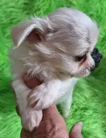 Jelly Roll, a male Chorkie for sale in Emory, TX – Photo 7 of 9