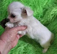 Jelly Roll, a male Chorkie for sale in Emory, TX – Photo 6 of 9