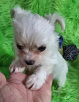 Jelly Roll, a male Chorkie for sale in Emory, TX – Photo 9 of 9