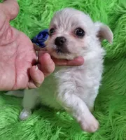 Jelly Roll, a male Chorkie for sale in Emory, TX – Photo 1 of 9