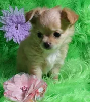 AKC Trisha LC, a female Chihuahua for sale in Emory, TX – Photo 3 of 7