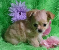 AKC Trisha LC, a female Chihuahua for sale in Emory, TX – Photo 2 of 7