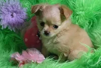 AKC Trisha LC, a female Chihuahua for sale in Emory, TX – Photo 7 of 7