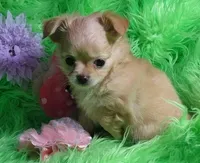 AKC Trisha LC, a female Chihuahua for sale in Emory, TX – Photo 5 of 7