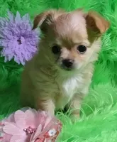 AKC Trisha LC, a female Chihuahua for sale in Emory, TX – Photo 1 of 7