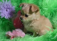 AKC Trisha LC, a female Chihuahua for sale in Emory, TX – Photo 4 of 7