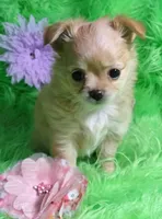 AKC Trisha LC, a female Chihuahua for sale in Emory, TX – Photo 6 of 7