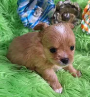 AKC Ol' Red LC, a male Chihuahua for sale in Emory, TX – Photo 5 of 10